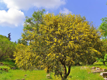 10 GOLDEN MIMOSA Acacia Baileyana Yellow Wattle Tree Flower Seeds